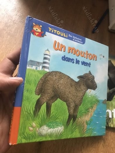 Un Mouton dans le Vent - Click to enlarge picture.